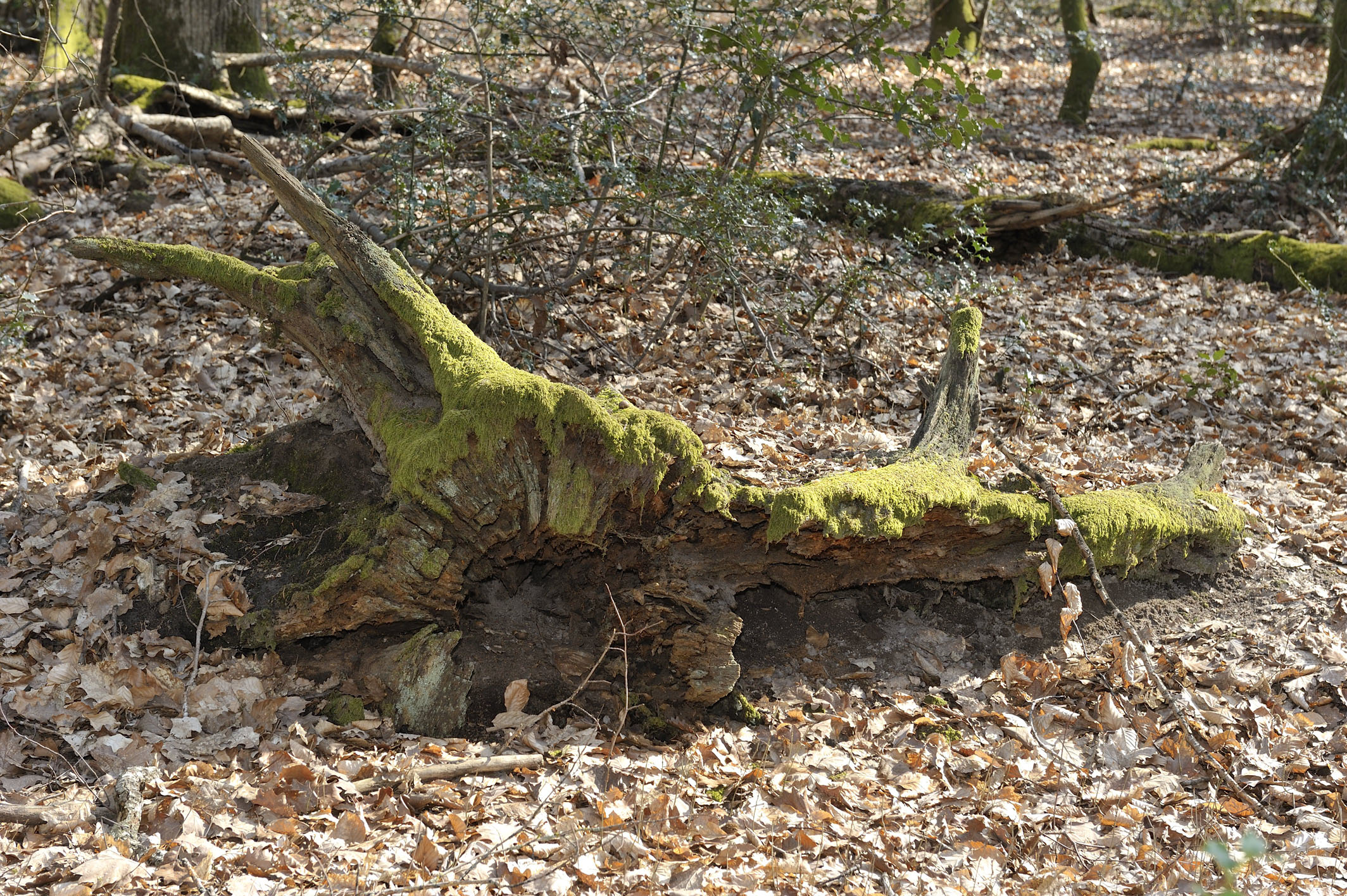 Les arbres plantés sous Louis XIV finissent comme garde manger pour insectes © Eric Beracassat © Eric Beracassat Futaie Colbert